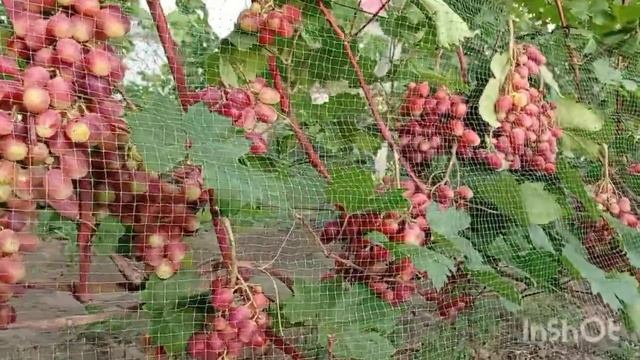 Виноград КУПИДОН -Выбираем Лучшее из лучшего !!!