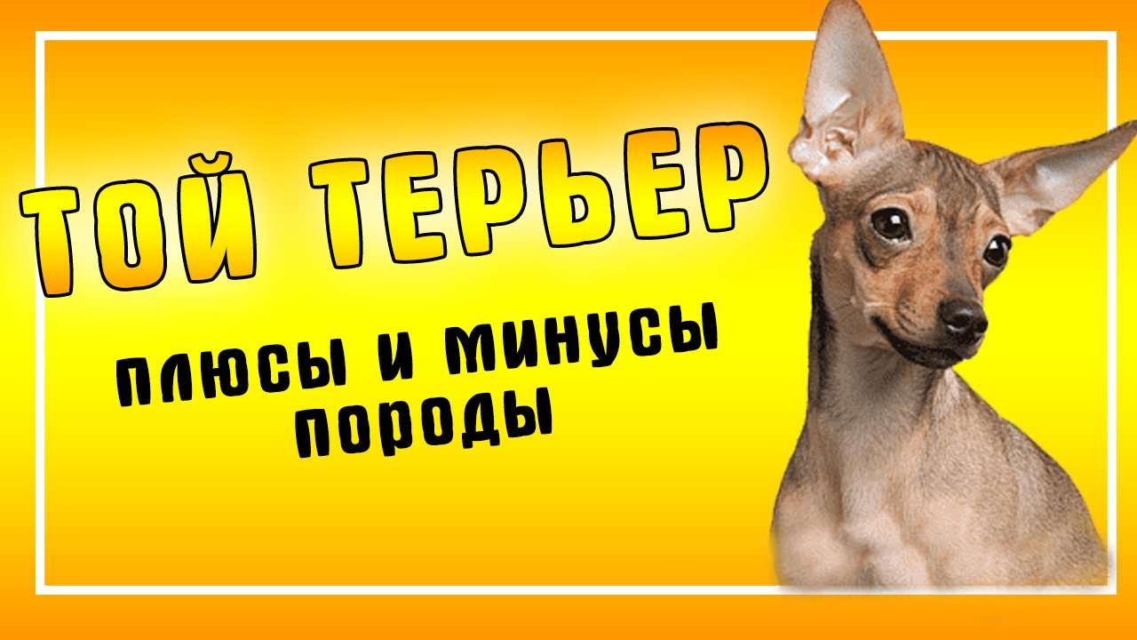 Той-терьер собака. Описание, особенности, уход