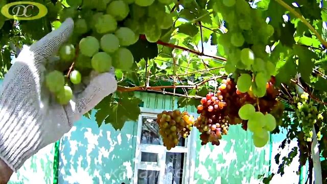 Как влияют дожди на виноград.Виноград после дождя.mp4