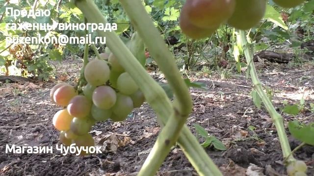 Виноград Розмус - ультрараннего срока созревания, с мускатом (Пузенко Наталья Лариасовна)