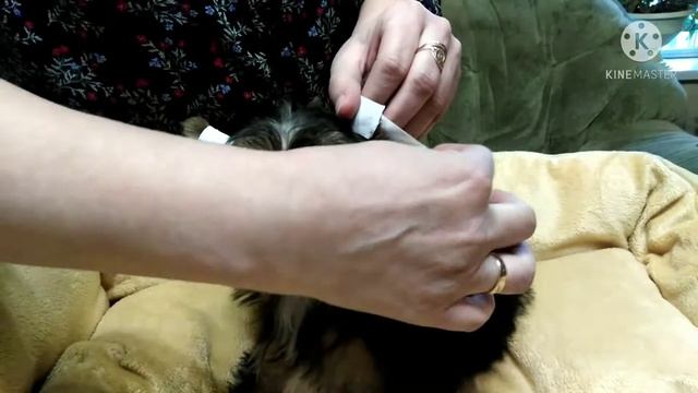 Ставим ушки щенку йорка.