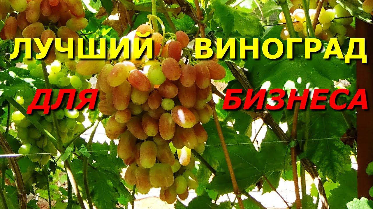 Преображение - лучший сорт для виноградного бизнеса