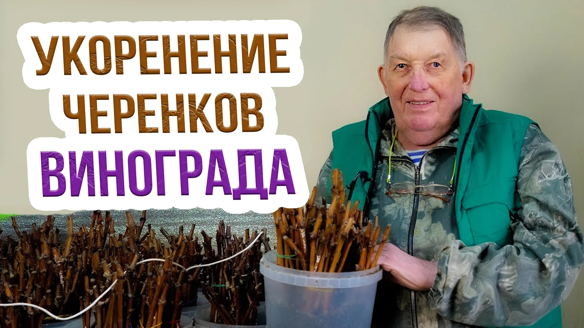 Как укоренить черенки винограда? Мастер-класс по проращиванию черенков винограда от А.С. Сидоровича
