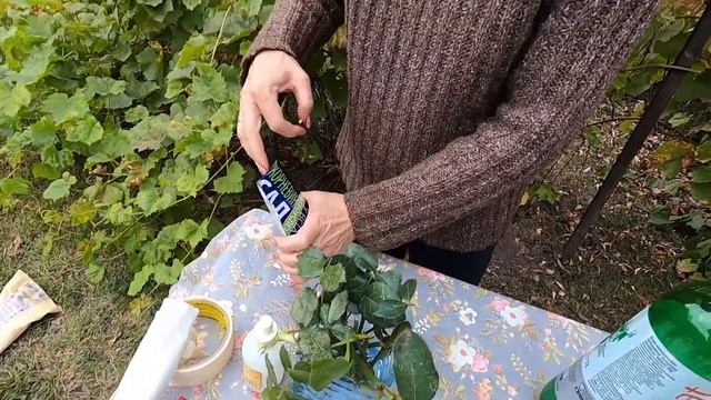 Черенкование роз / ЛЕГКИЙ способ УКОРЕНЕНИЯ черенков РОЗ