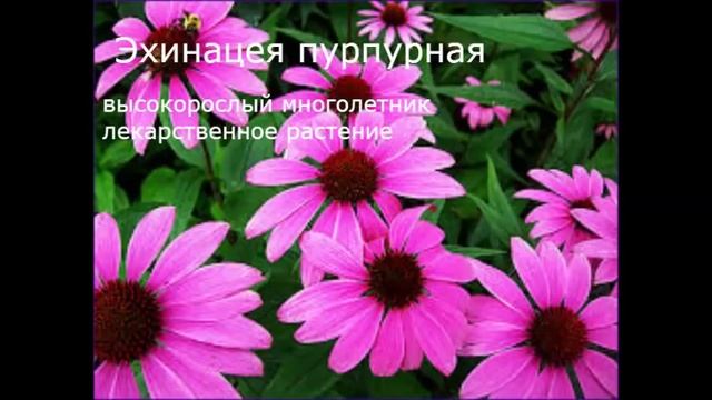 Многолетние садовые цветы, цветущие всё лето. Фото и название.