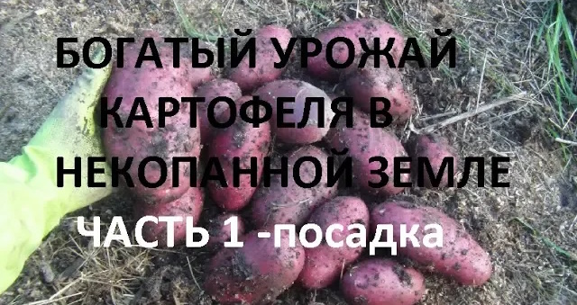 Картофеля будет много в не копанной земле! Сажаем картошку без перекоп