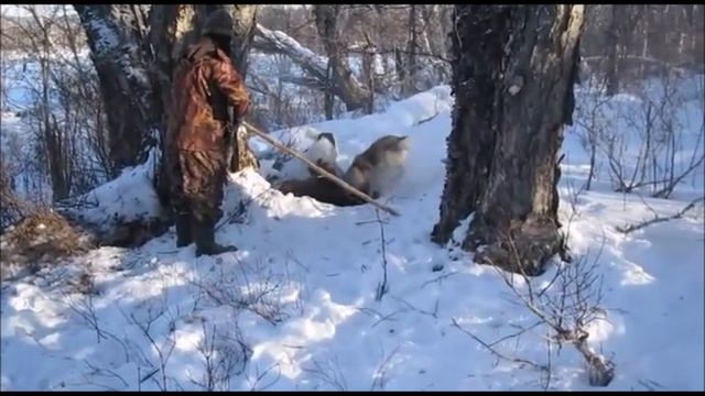 Охота на медведя на берлоге (18+)