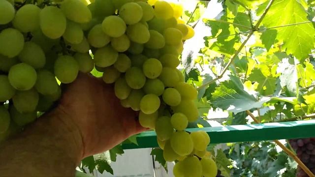 Виноград Плевен