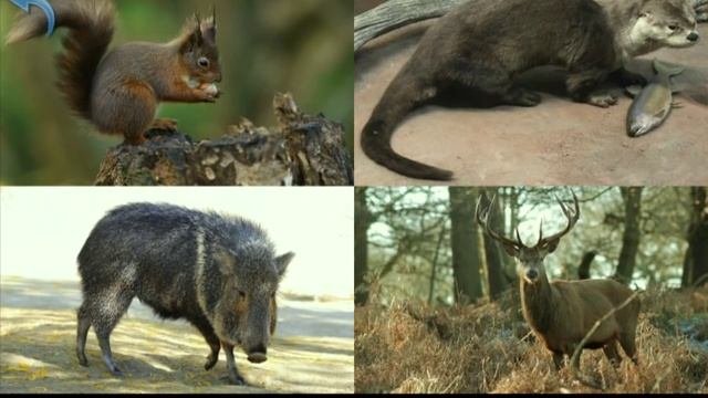 Лесные животные для малыша_Карточки Домиана-лесные животные_Развивающее видео для самых маленьких.