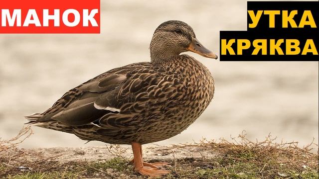 ?ЗВУК (ГОЛОС) УТКА КРЯКВА ПРИЗЫВ