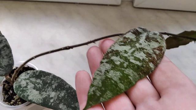 Хойи Каудата голд, и Каудата Сильвер сплеш