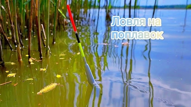 ЛОВЛЯ на ПОПЛАВОК!!! Махать устал))) поклёвка за поклёвкой!!!