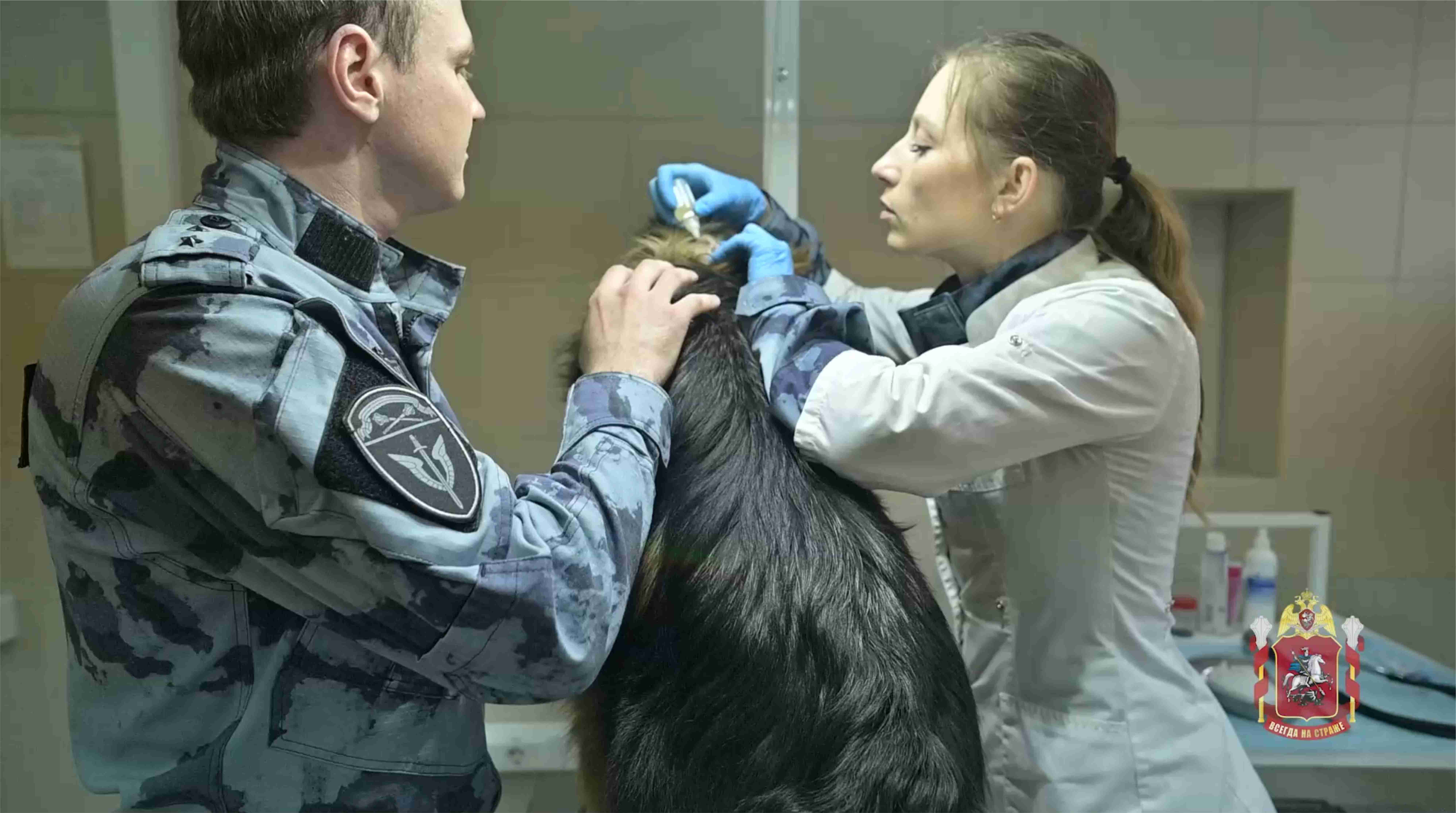 В профессиональный праздник ветеринар столичного главка Росгвардии рассказал о своей работе