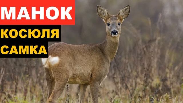 ?ЗВУК (ГОЛОС) КОСУЛЯ САМКА