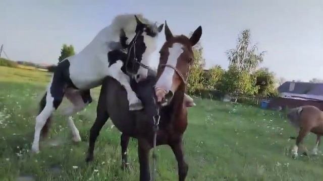 Кобыла уже отбивает жеребца, значит покрылась