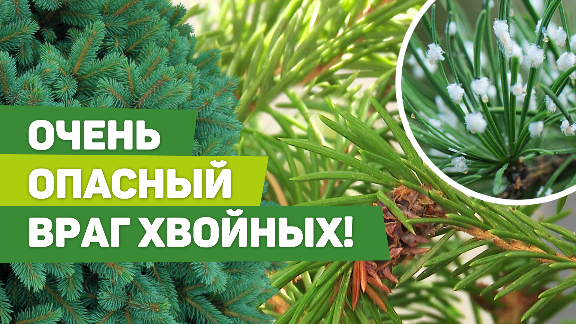 Опасный вредитель хвойных культур - хермес. Как найти и обезвредить