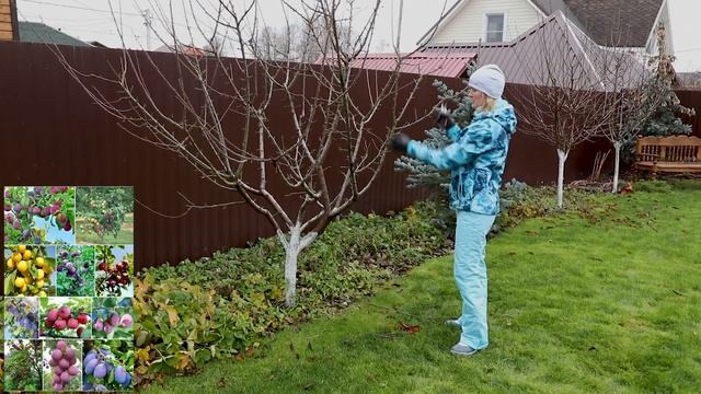 ОБРЕЗКА СЛИВЫ ОСЕНЬЮ