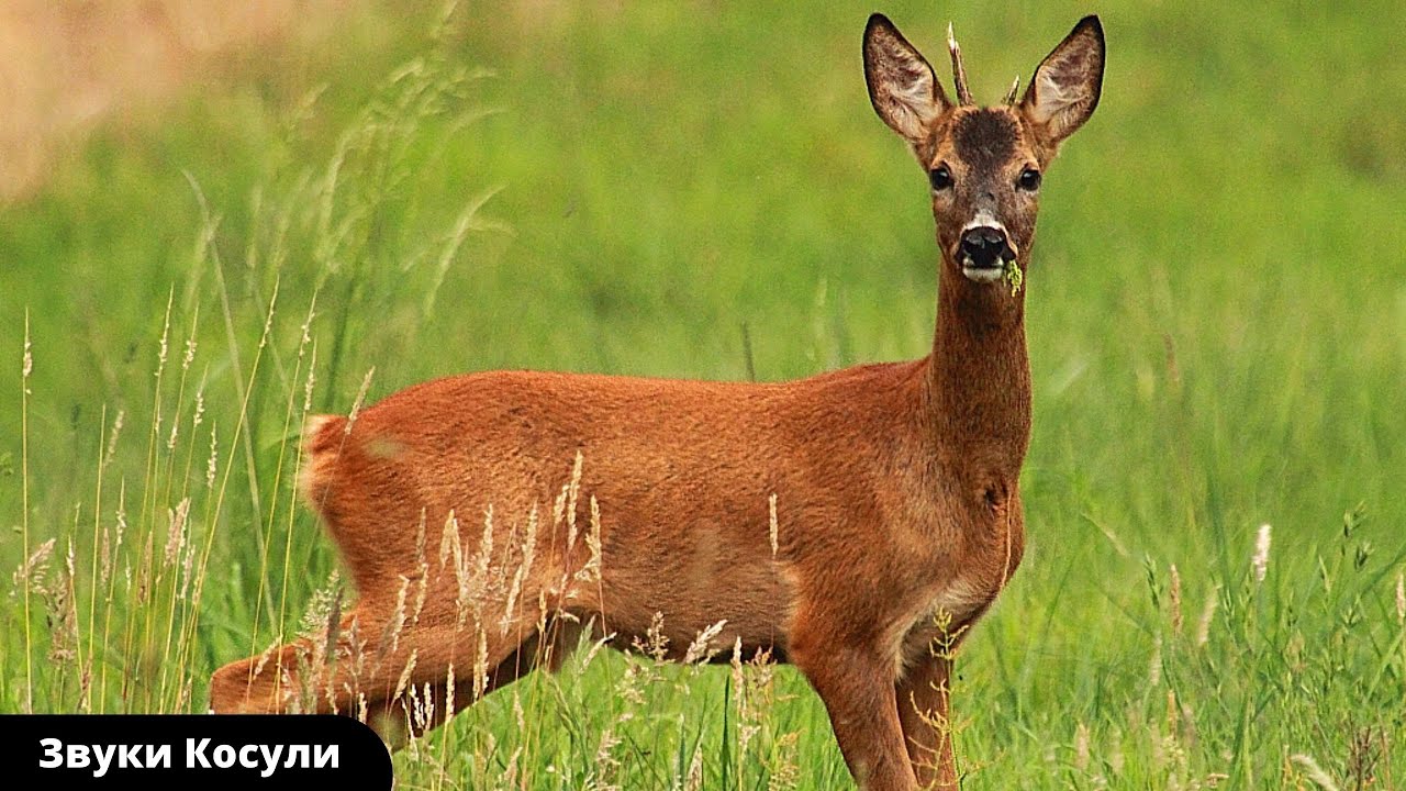 Звуки животных |Голоса косули| Как кричит косуля