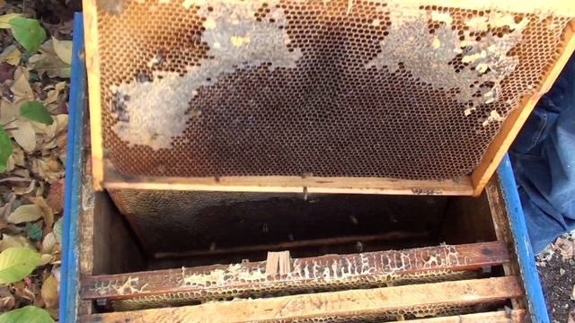 Сборка гнезда пчёл на зиму видео. Сокращение пчелиного гнезда. Как собирать гнездо пчел в зиму