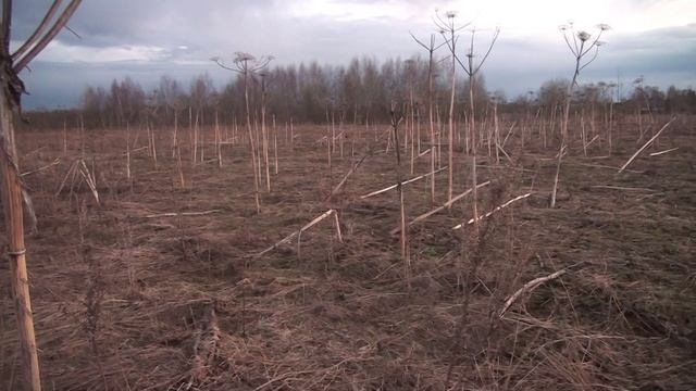 Коп 2022! В поле с женой нашли ЦАРСКОЕ ЗОЛОТО!Проба 56!Нашли царское ЗОЛОТОЕ КОЛЬЦО!
