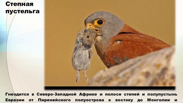 Анимированное видео  (Gif)   «Виды семейства соколиные»