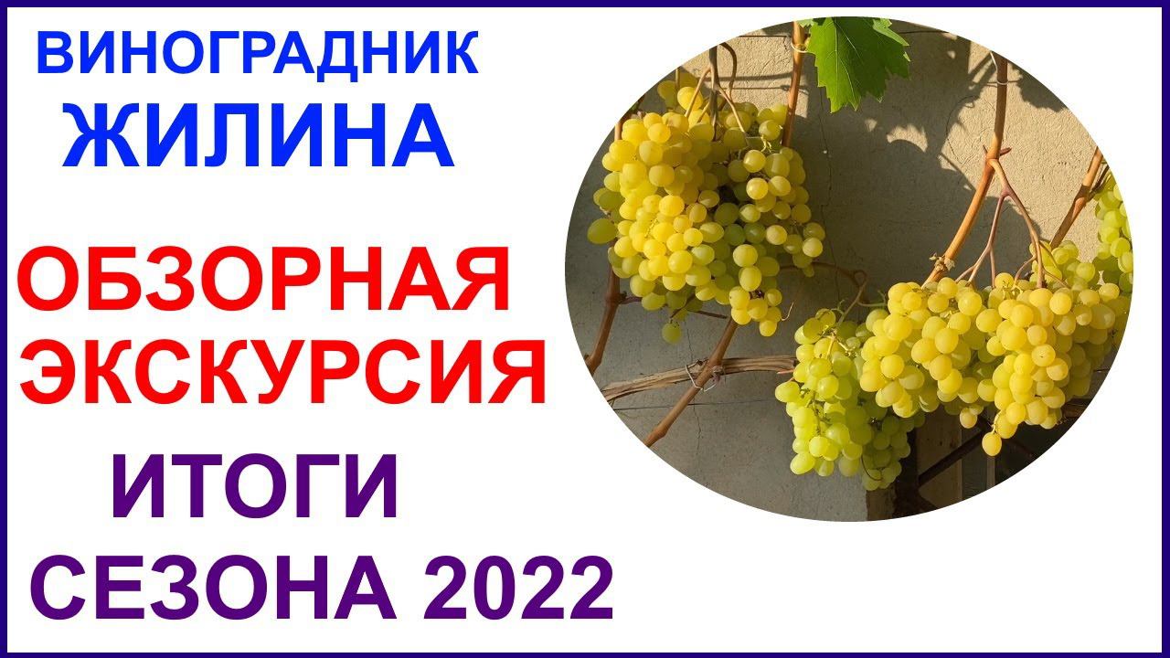 Обзор виноградника Вадима Жилина. Лучшие сорта и ГФ по итогам 2022 года