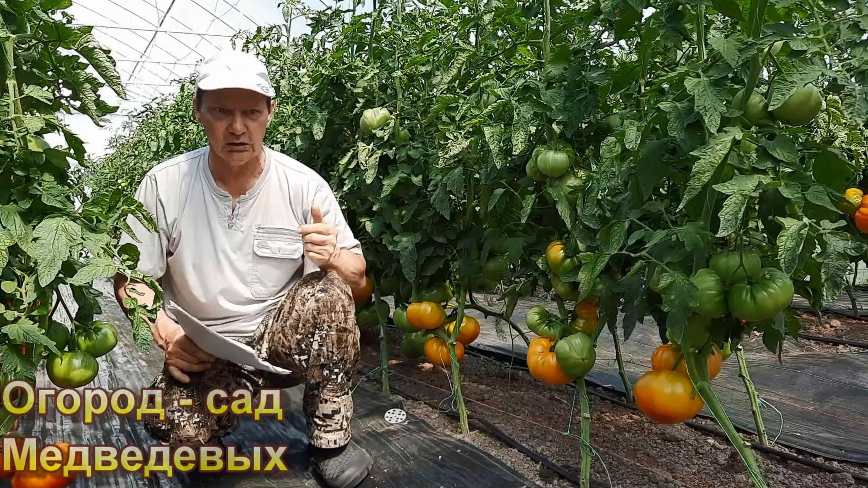 Обзор сортов томатов в начале созревания