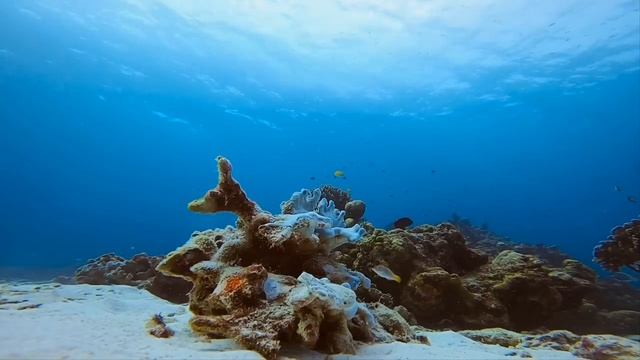 Морские обитатели _ Красное море _ Подводный мир _ Жители моря _ Успокаивающая музыка.mp4