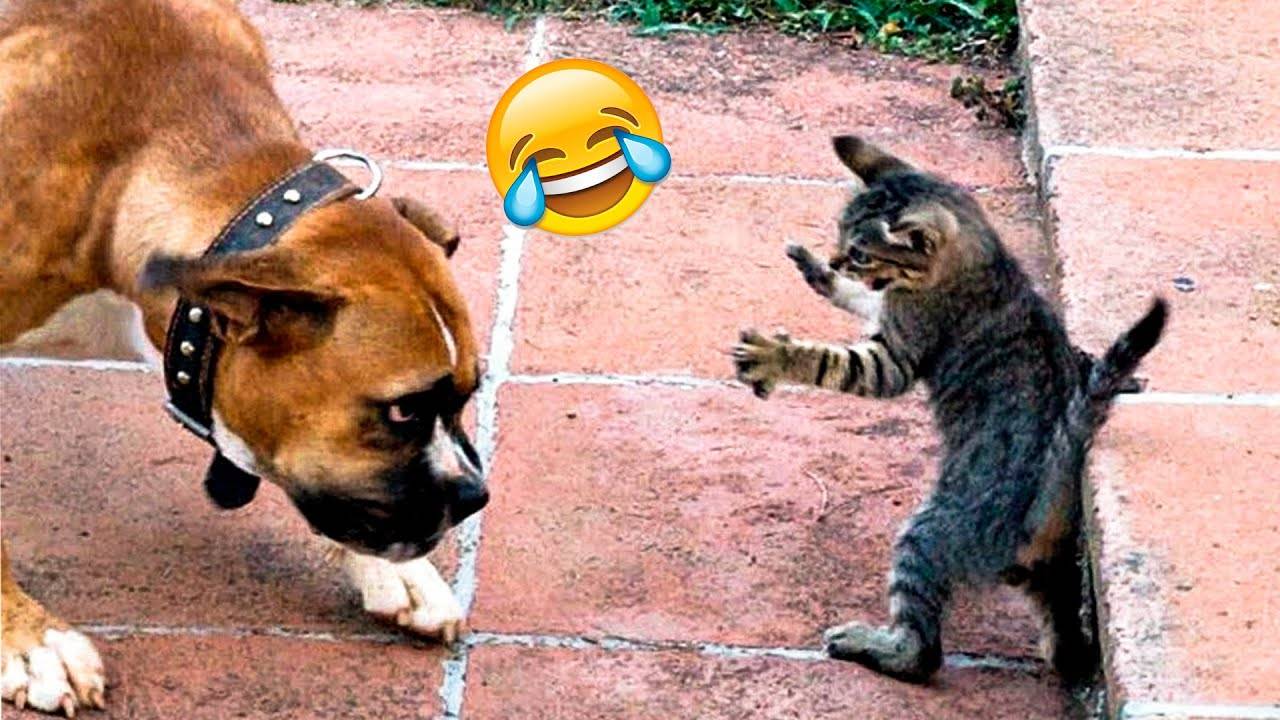 Приколы с котами! Смешные коты С ОЗВУЧКОЙ! Самые смешные животные!