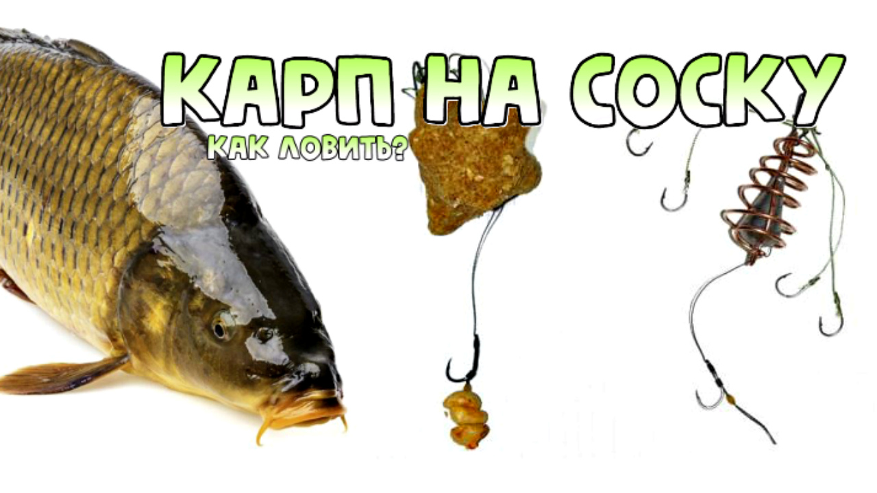 Как ловить карпа сазана и крупного карася на соску? Снасть соска секреты ловли.