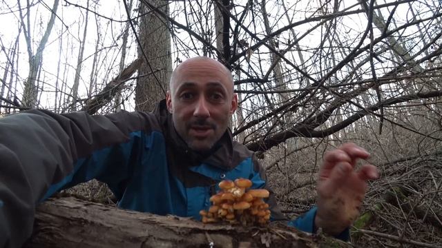 Фламмулина бархатистоножковая или Зимний опёнок. Где растёт Зимний опёнок и что с ним делать