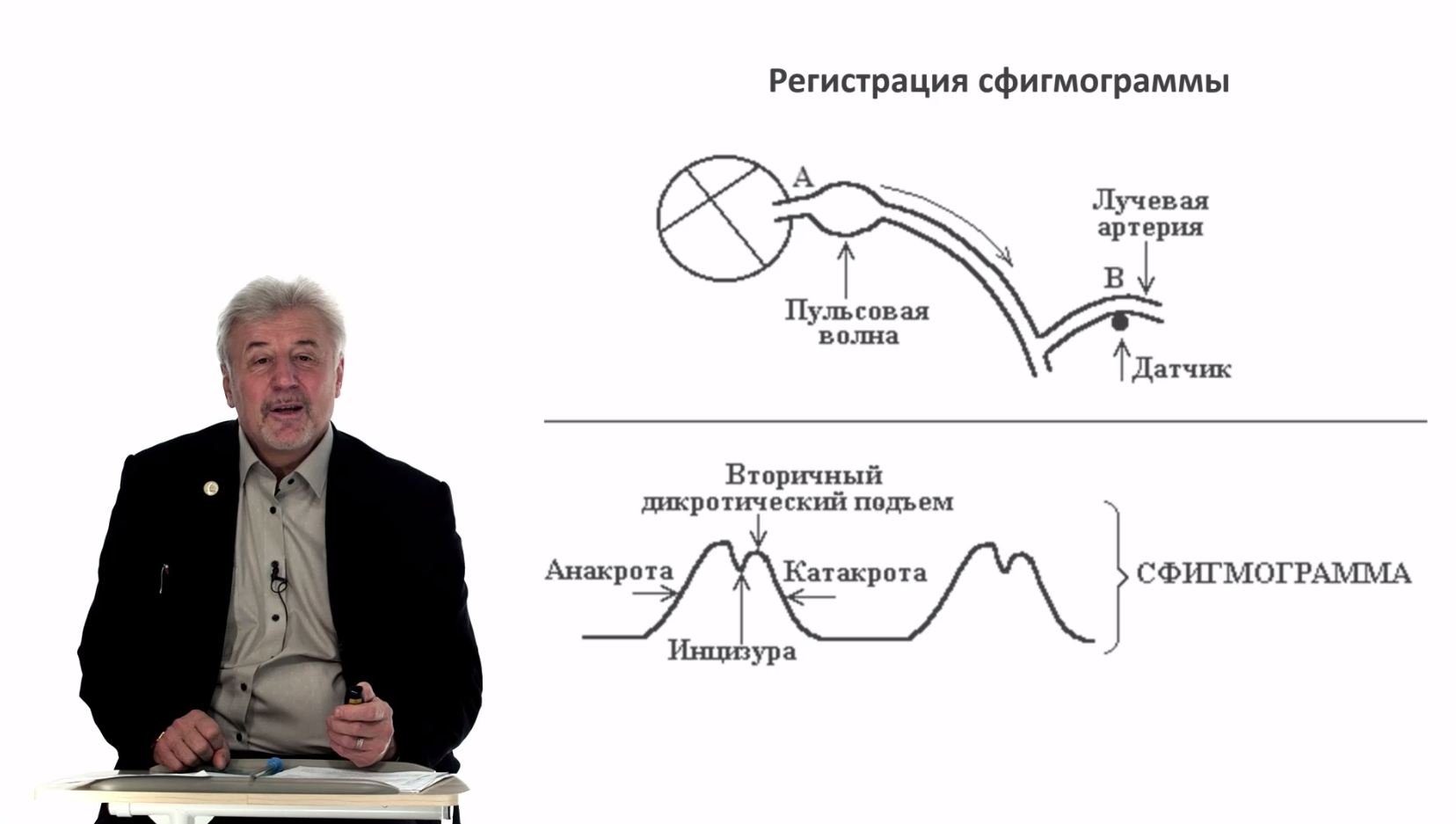 Евсеев А.В. Нормальная физиология. Лекция №18. Движение крови по венам. Периферический кровоток.2024