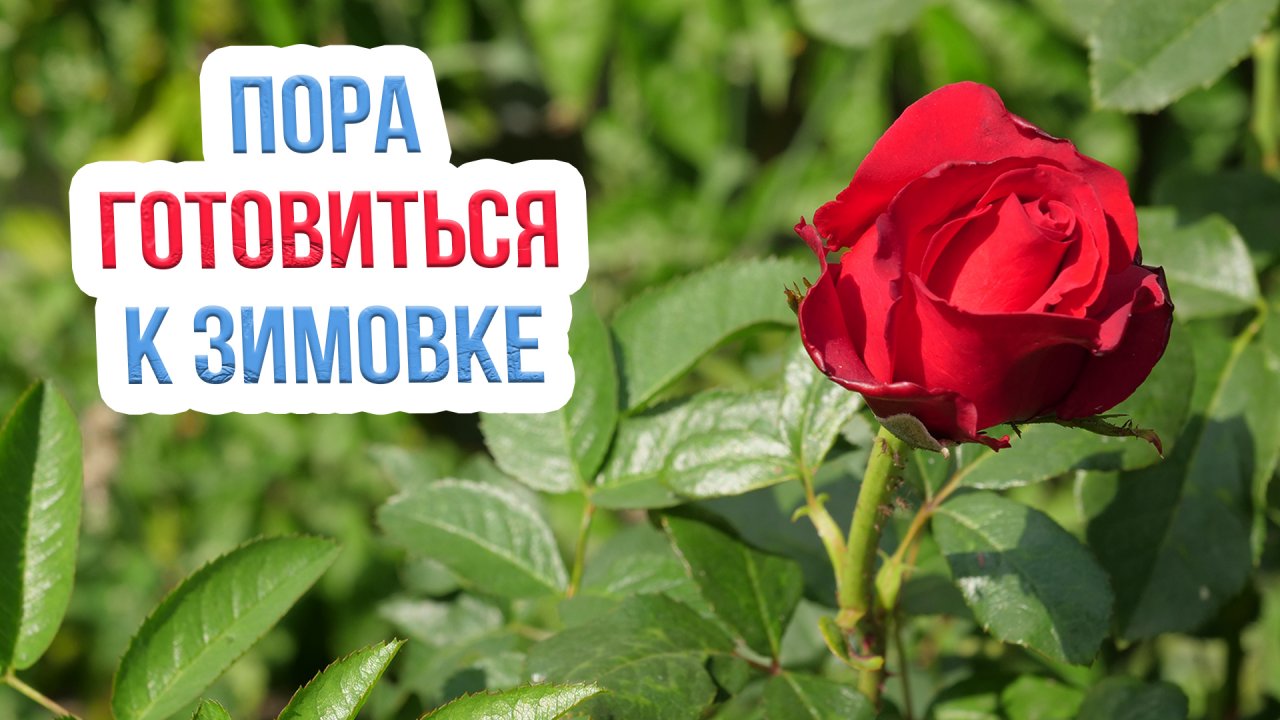 Как подготовить розы к зиме? Чем подкормить и как поливать розы осенью?