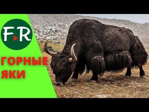 Яки в Кыргызстане. Домашние яки в горах