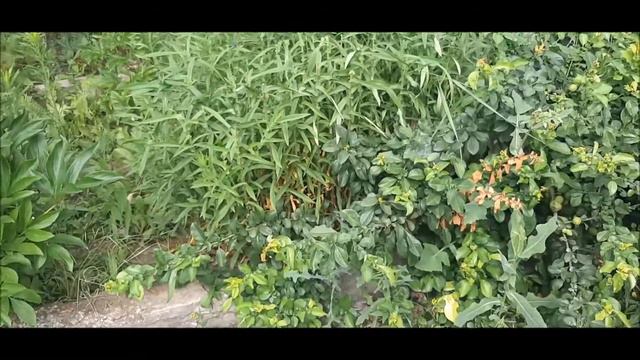 ✅🌸 Подрезка Астры новобельгийской. Она же : сентябринка - октябринка