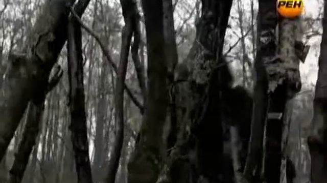 Йети неопровержимые факты существования