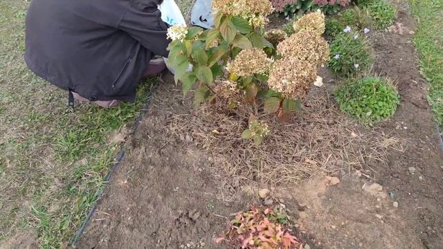 Мои гортензии в саду осенью, секреты ухода. Осенняя подготовка почвы под гортензиями к зиме.