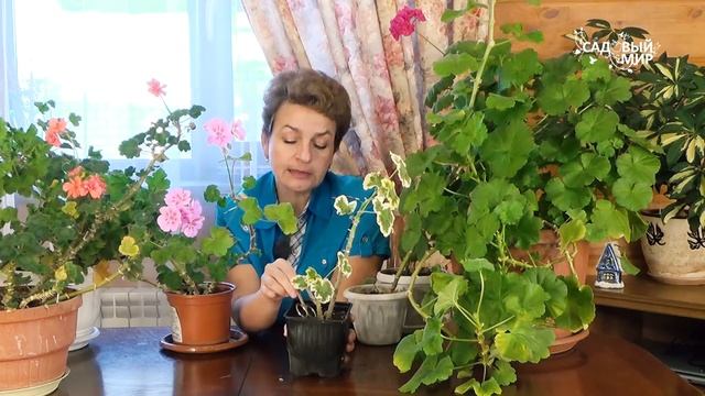 Почему вытягиваются герани Как ухаживать за пеларгонией зимой