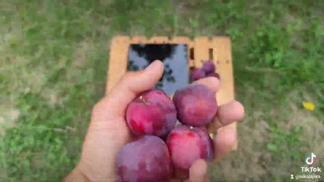 Диплоидная слива Санта Роза/Santa Rosa 18.07.2023