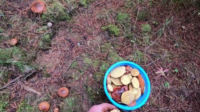 Маслята замораживаю на зиму. Вкуснейший рецепт грибов со сметаной