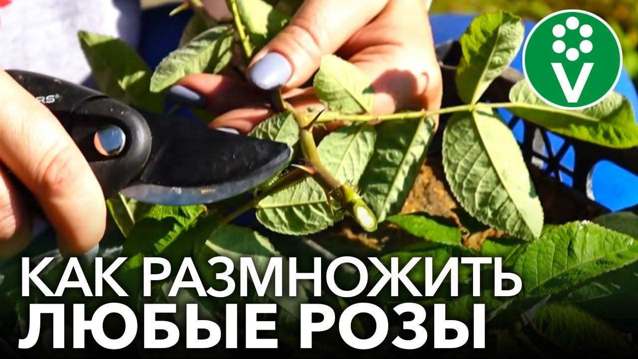УКОРЕНИТСЯ ЛЮБАЯ РОЗА! Самый полный мастер-класс по размножению роз летом