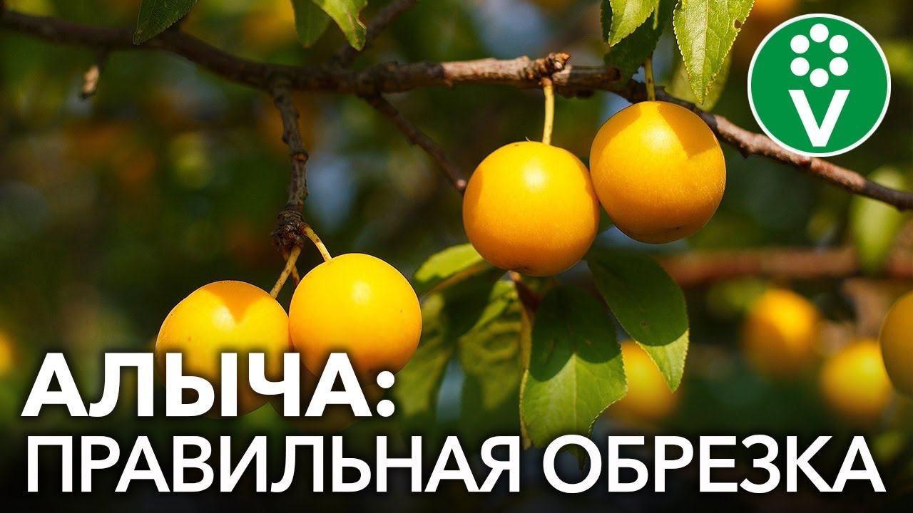 ОБРЕЗКА СЛИВЫ И АЛЫЧИ: 2 простых приема для получения вкуснейшего урожая!