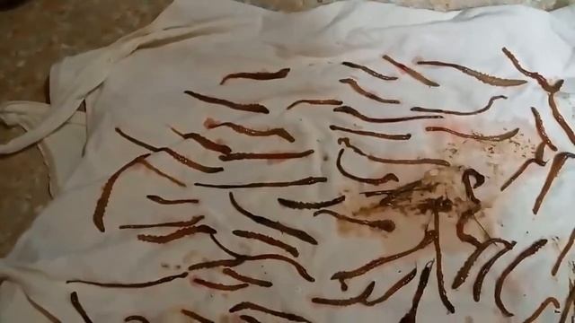 ПЕЛЕНГАС ЕСТЬ!!! Много пеленгаса и как сохранить лим.червя на рыбалку?!
