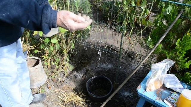 АКТИНИДИЯ: как посадить актинидию осенью