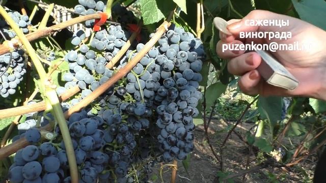 Амурский Потапенко - зимостойкий виноград (Пузенко Наталья Лариасовна)
