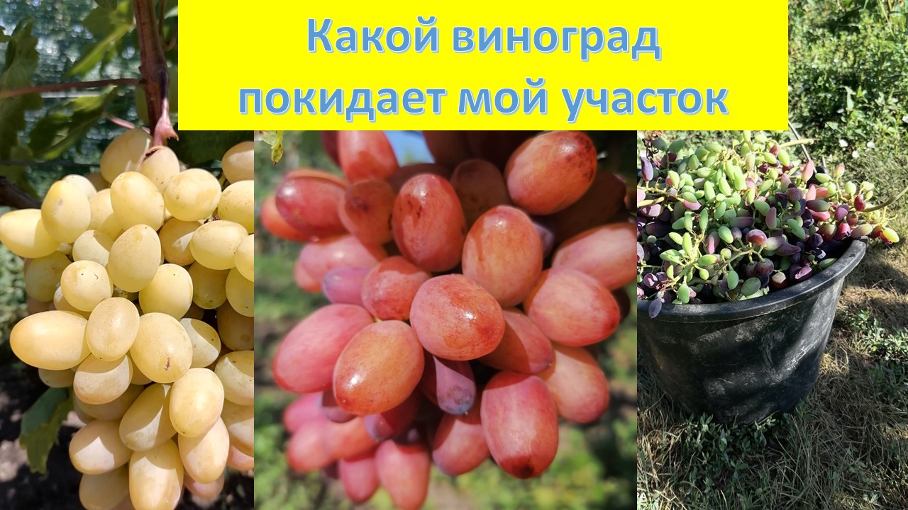 С какими сортами винограда придется РАССТАТЬСЯ.. Какой виноград займет их место....!!!