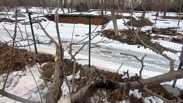 Формировка старой яблони после омолаживающей обрезки