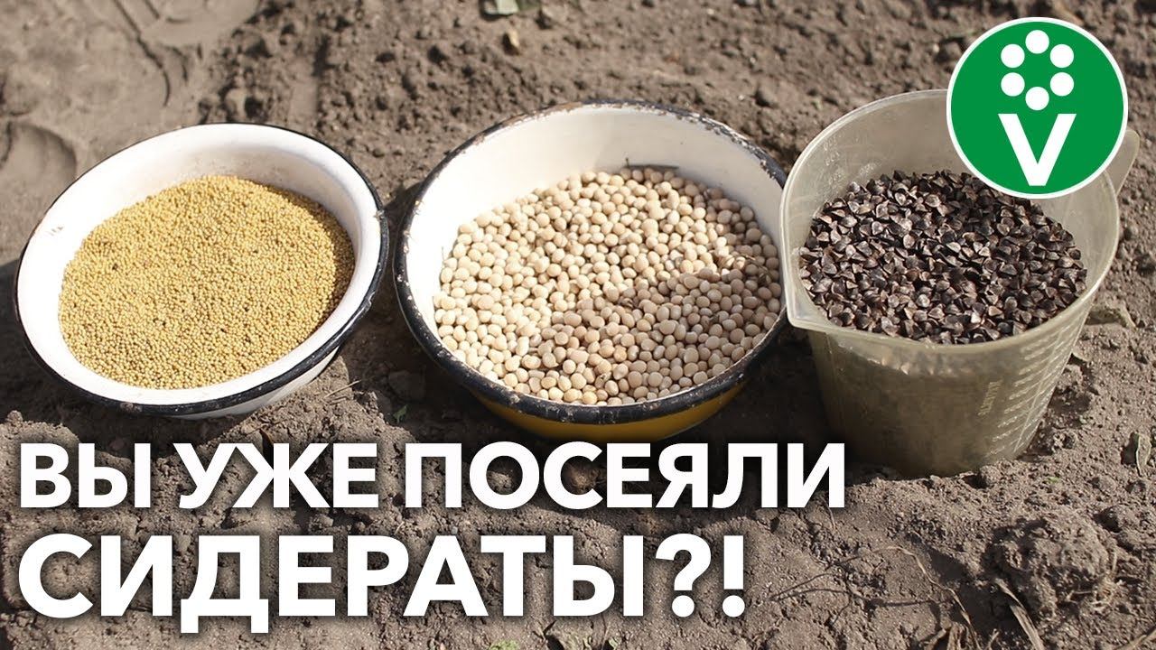 ВСЕГО ТРИ РАСТЕНИЯ, А ПОЧВА КАК НОВЕНЬКАЯ! Улучшаем землю без перекопки с помощью сидератов!