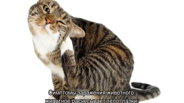 Блоха кошачья: как выглядит, что делать