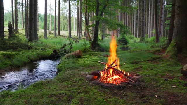 АСМР Настоящий лесной костер 🔥 Успокаивающие звуки природы